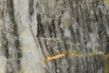 Polished Linella Avis Stromatolite - Million Years #180037-1